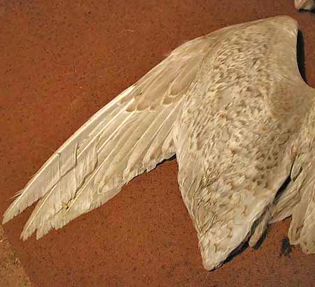 Wing of 1W Glaucous Gull found dead at Draycote Water