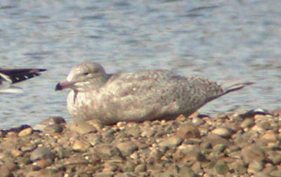1W Glaucous Gull, Staffs, March 2005