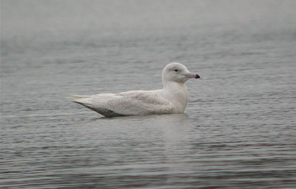 Juvenile ('1W') Glaucous Gull