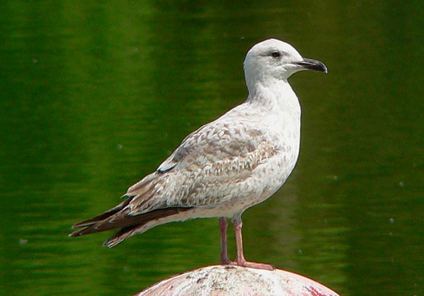 1S Herring Gull, Warks, June 2007