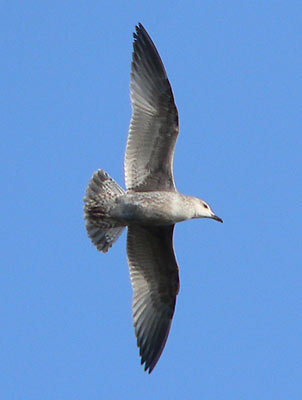 1W Herring Gull in flight