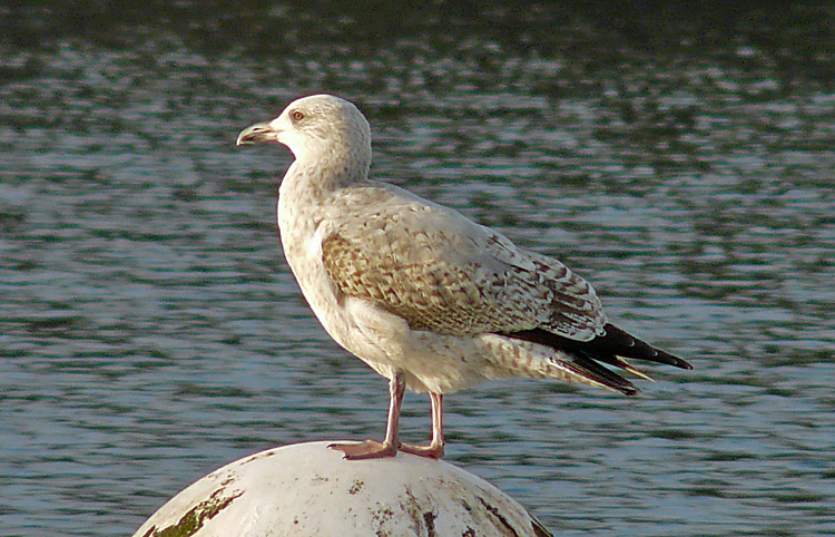 Herring Gull, 3cy (2W), January 2013