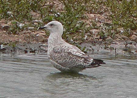 2cy Herring Gull, September 2006