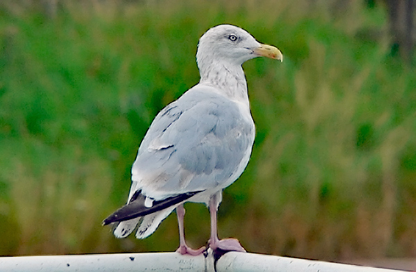 Herring Gull 4th calendar-year, Warks, Sept 2007