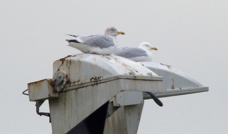 Pair of Herring Gulls with differing onset date of white head