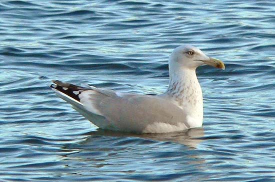Herring Gull, adult winter