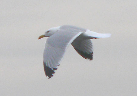 Adult argenteus Herring Gull in flight