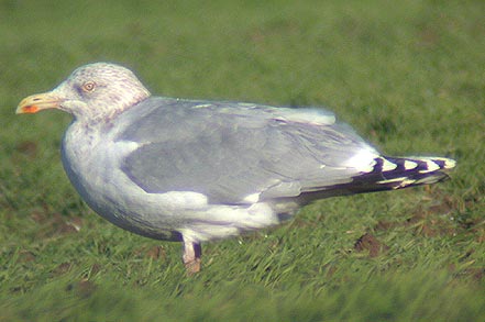 Herring Gull winter plumage