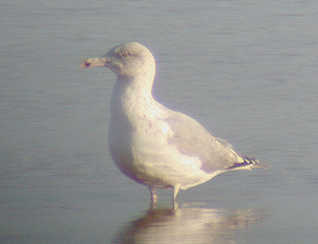 Herring Gull, 3W, Jan 2004