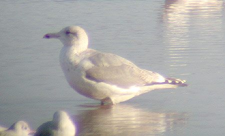 Herring Gull, 3W/4W, Jan 2004