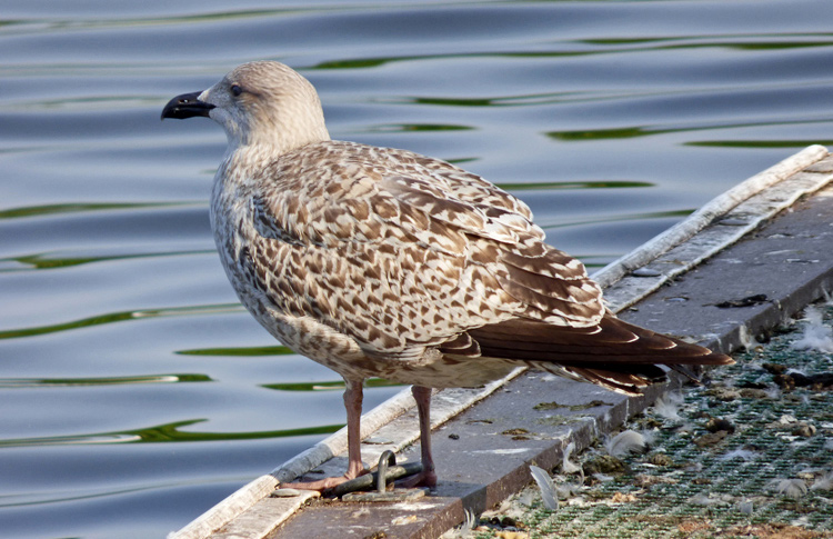 Herring Gull moulting from juv to 1W, Sept 2024