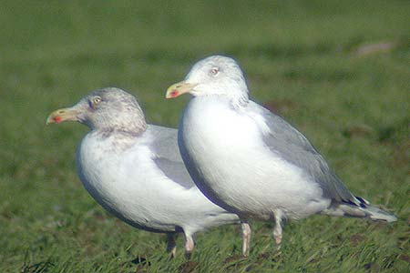 Herring Gulls, winter plumage