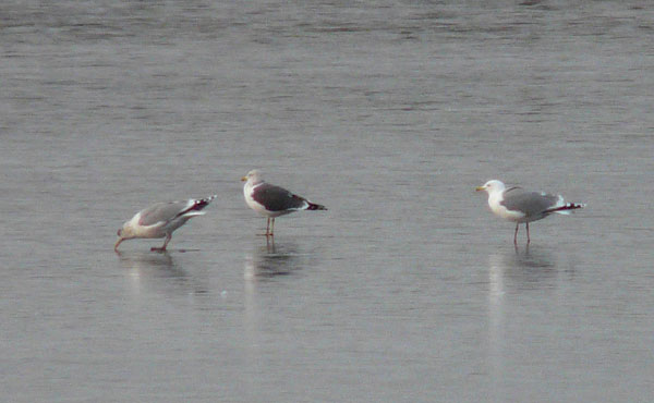 Herring Gull with white head in winter