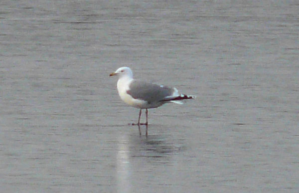 Herring Gull with white head in winter