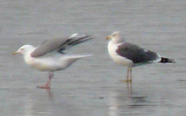 Herring Gull with white head in winter