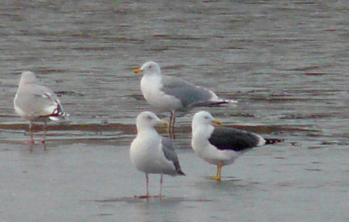 Herring Gull with extensive white in primaries