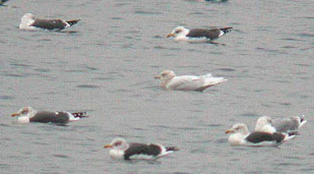 Iceland Gull, adult, Draycote, Warks, November 2001