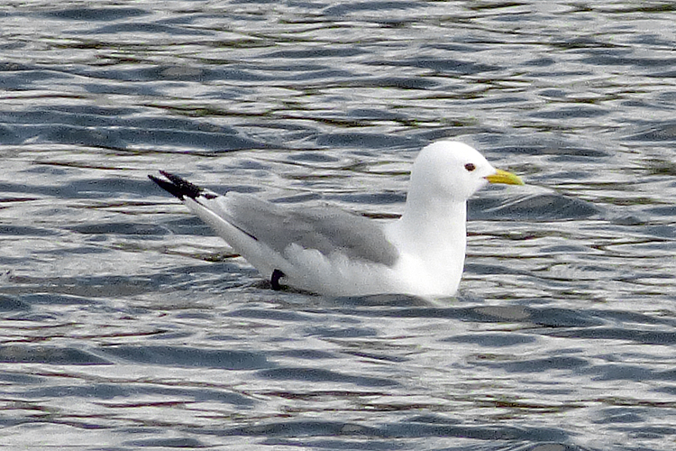 Kittiwake, adult, WMids, March 2026