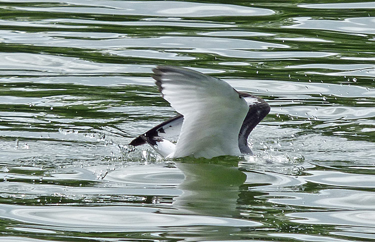 Kittiwake, juv, West Midlands, August 2019