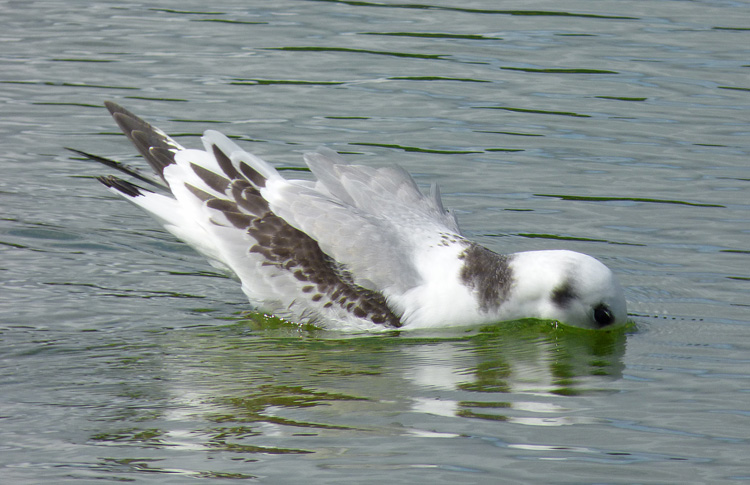 Kittiwake, juvenile, West Midlands, August 2019