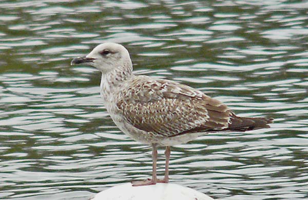 Lesser Black-backed Gull, 2cy, WMids, April 2010