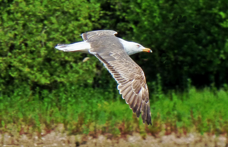 Lesser Black-backed Gull, 3cy, May 2026