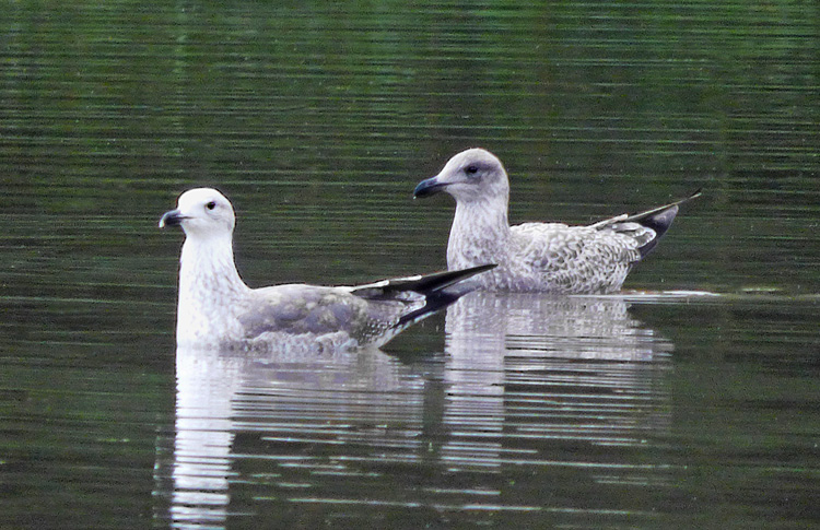 Lesser Black-backed Gull, 2cy & 1cy