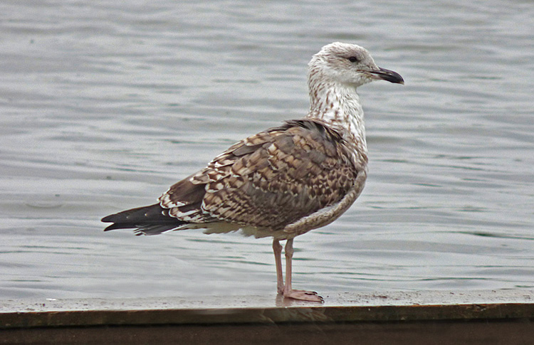 Lesser Black-backed Gull, 2cy