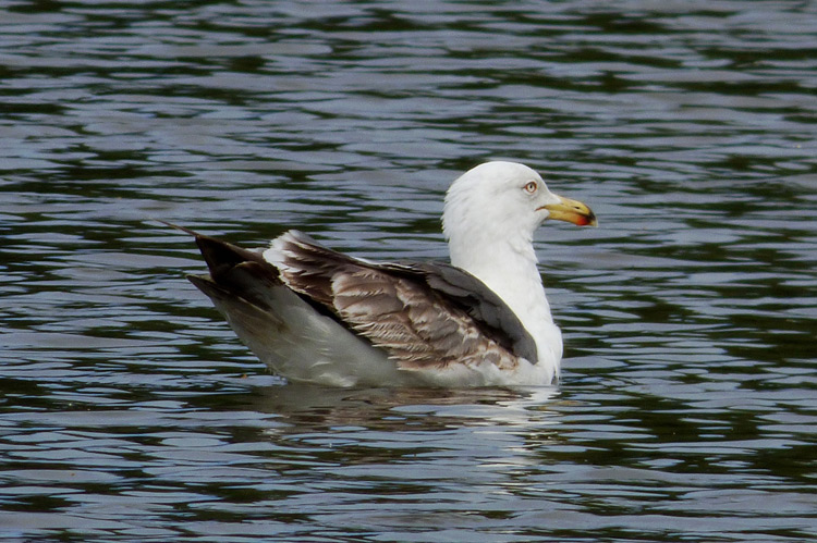 Lesser Black-backed Gull, 3cy, May 2016
