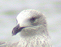 2cy LBB Gull, West Midlands Nov 2004