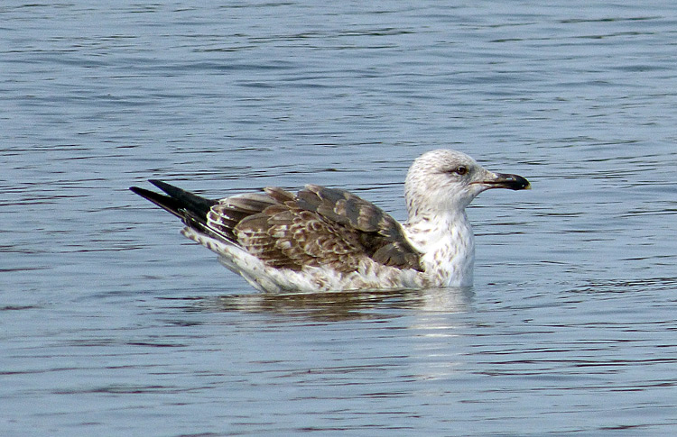 Lesser Black-backed Gull, 3cy, WMids, March 2022