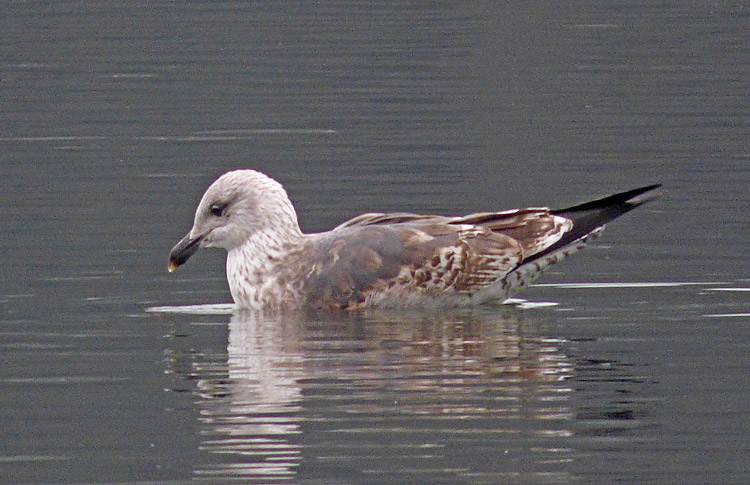 Lesser Black-backed Gull, 2W, West Midlands