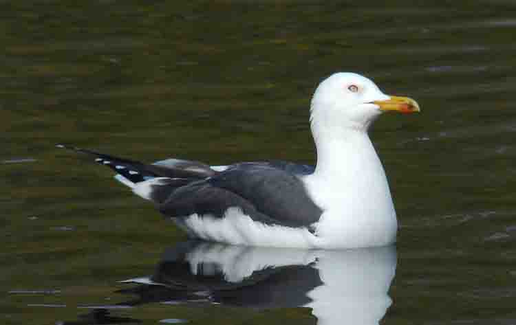Lesser Black-backed Gull, adult graellsii