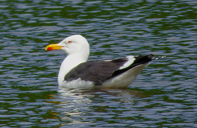 Lesser Black-backed Gull, adult graellsii