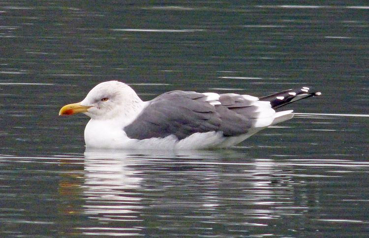 Lesser Black-backed Gull, winter plumage