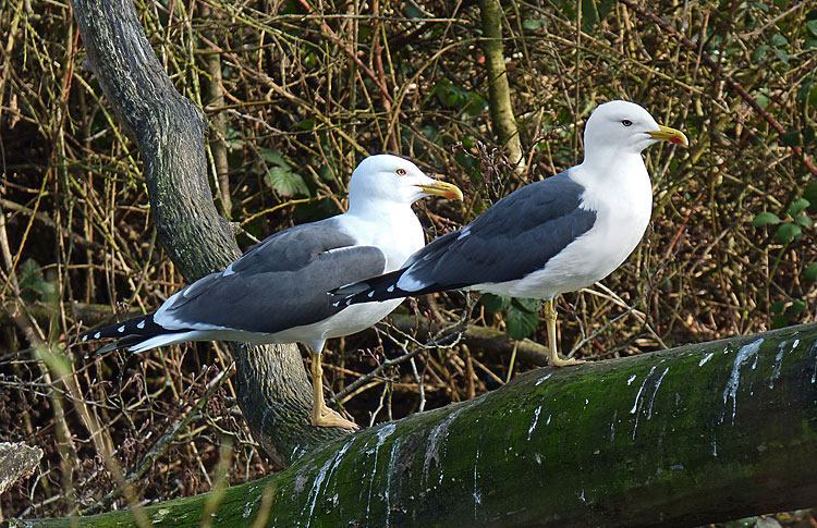 Lesser Black-backed Gulls graellsii; presumed pair