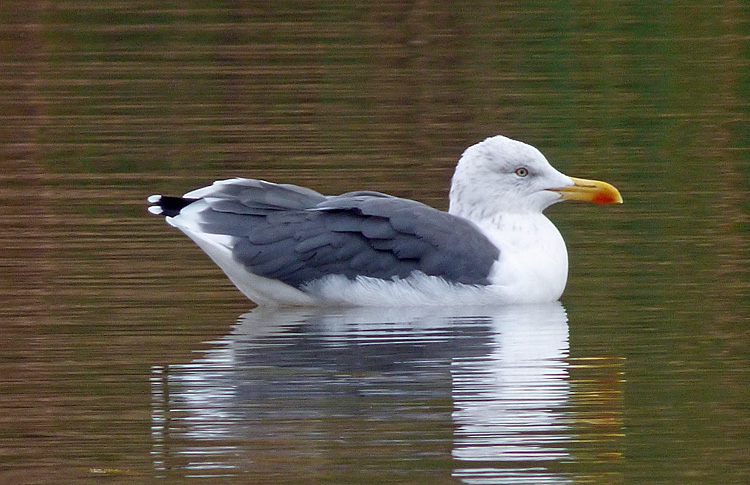 Adult graellsii in primary moult, Warks, Oct 2024