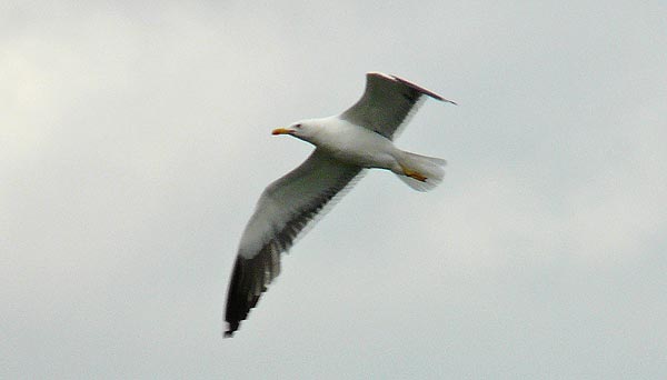 Lesser Black-backed Gull, adult intermedius