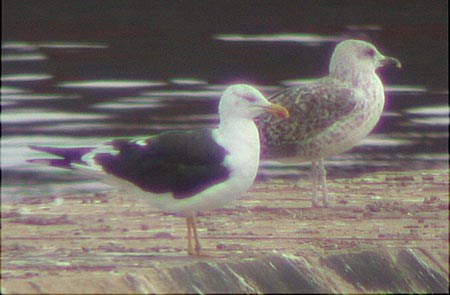 Lesser Black-backed Gull, adult intermedius