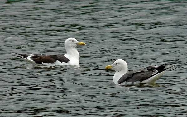 Lesser Black-backed Gull, adult intermedius, WMids, Aug 2010