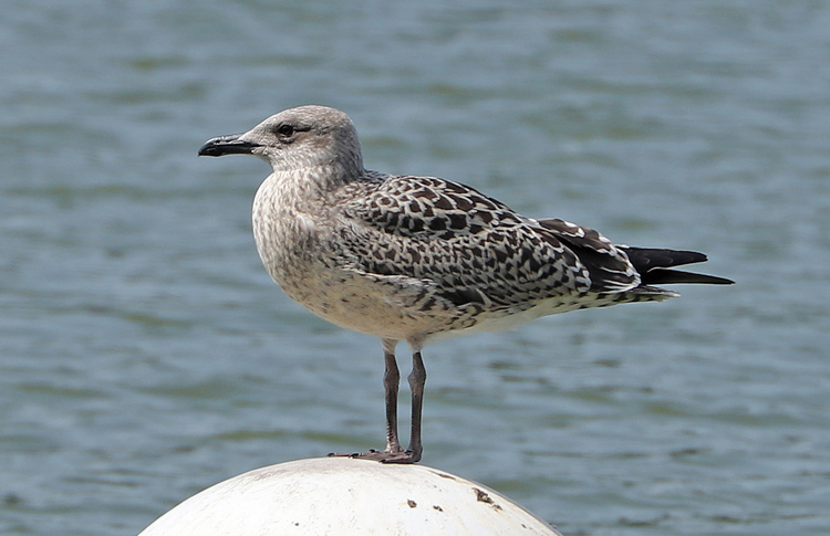 Lesser Black-backed Gull, juvenile, West Midlands,July 2019