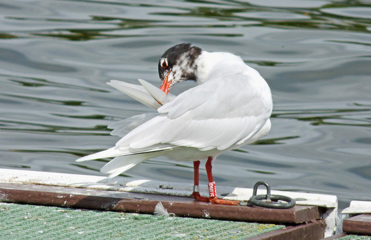 Adult Mediterranean Gull, WMids, July 2015
