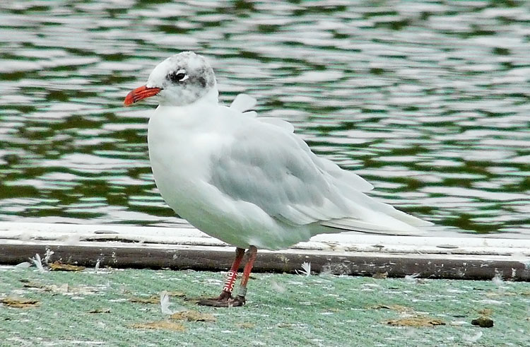 Adult Mediterranean Gull, WMids, Aug 2014. Colour ringed in Poland, May 2013.