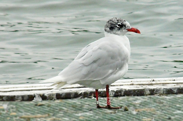Ad Med Gul, West Midlands, Aug. 2014. Colour-ringed in Poland.