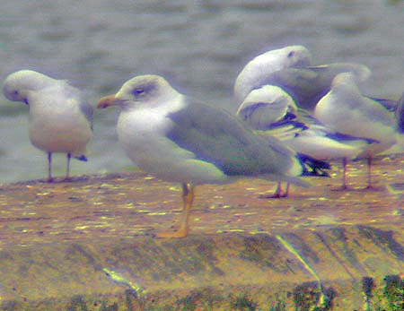 Adult Yellow-legged Gull, West Midlands, Oct 3rd 2005