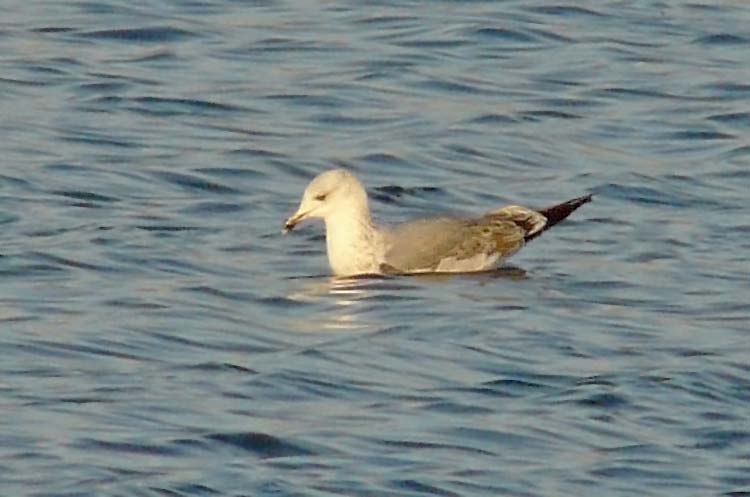 2W Yellow-legged Gull, Warks, Dec 2011