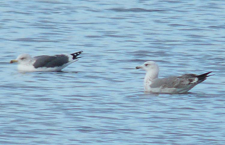 2W Yellow-legged Gull, Warks, Dec 2011