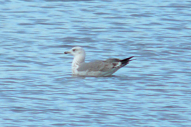 2W Yellow-legged Gull, Warks, Dec 2011