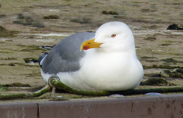 Yellow-legged Gull, 10cy, January 2017