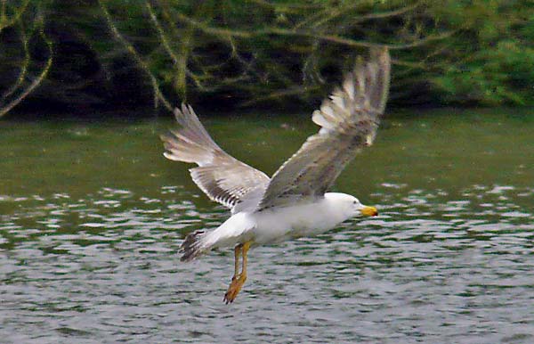 Yellow-legged Gull, 3cy, June 2010